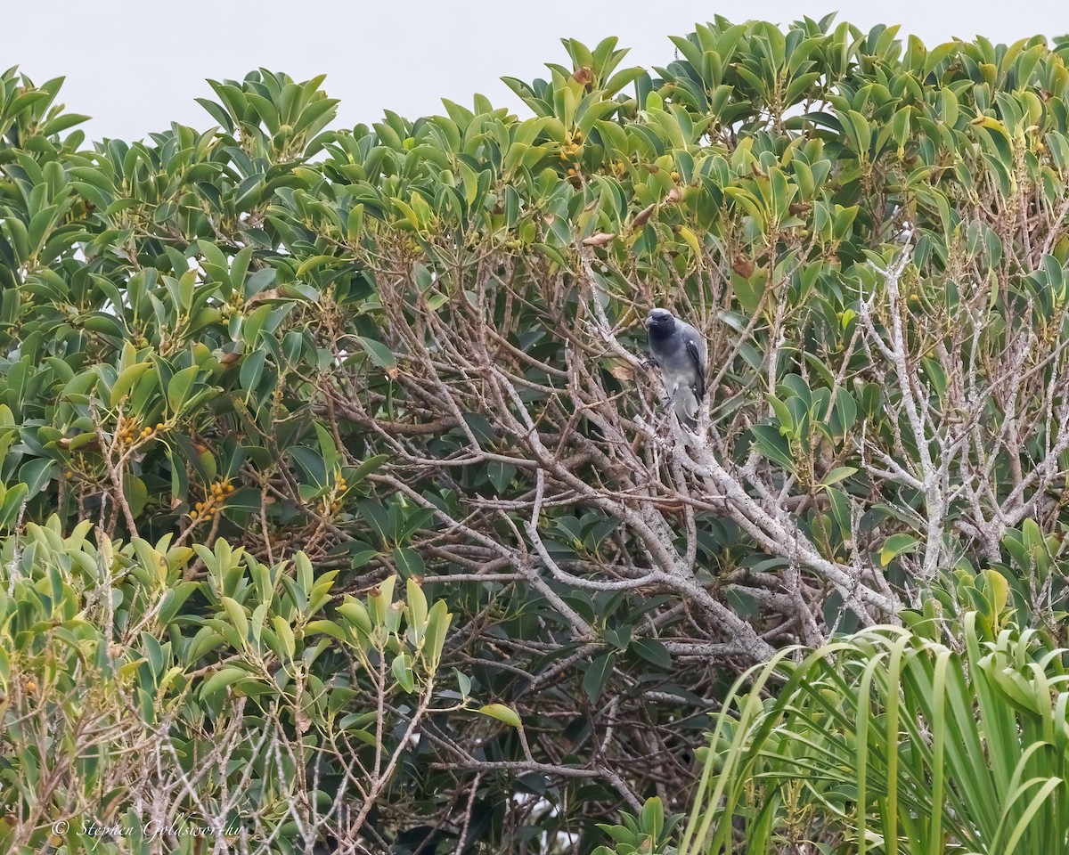 Black-faced Cuckooshrike - ML644292832
