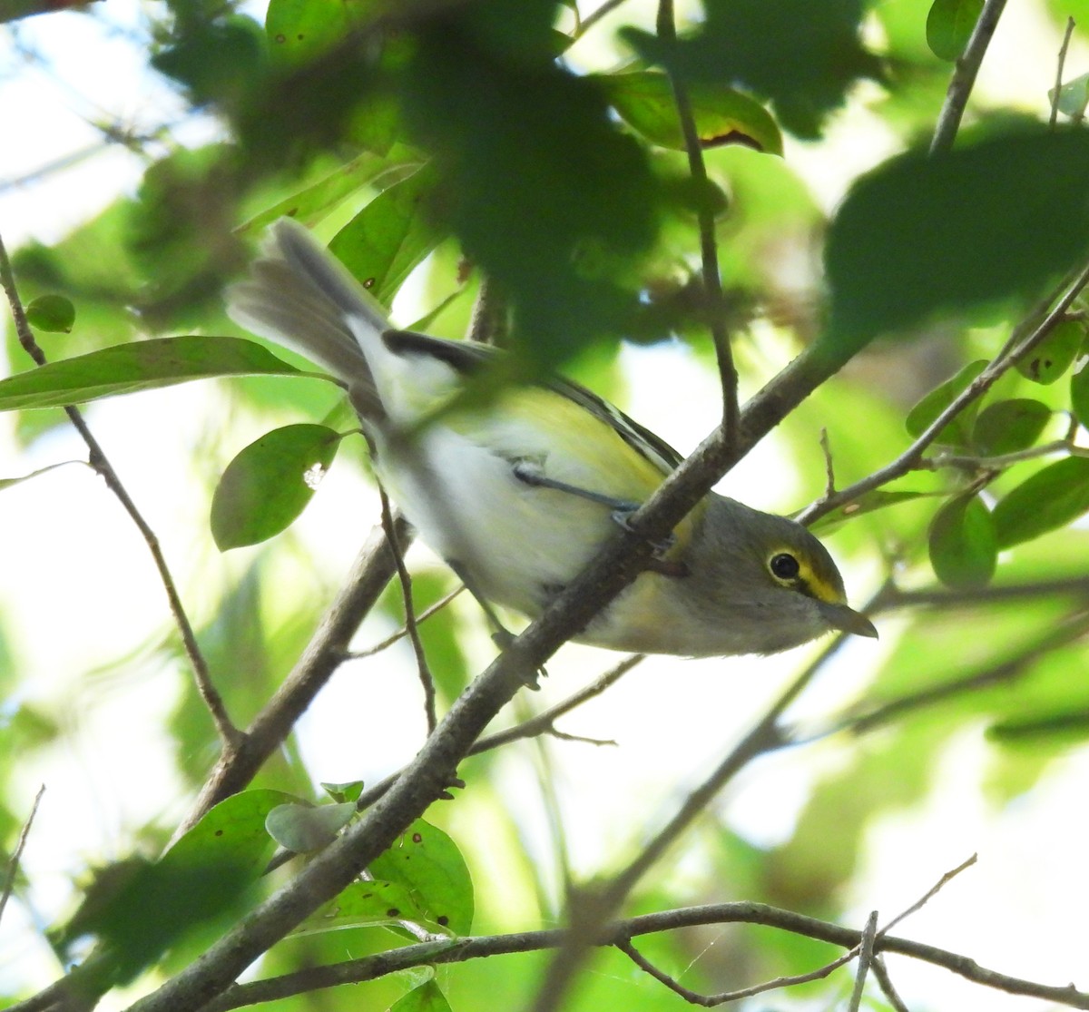 White-eyed Vireo - ML644292835