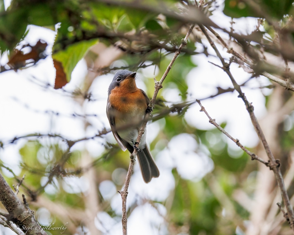 ナマリイロヒラハシ - ML644292836