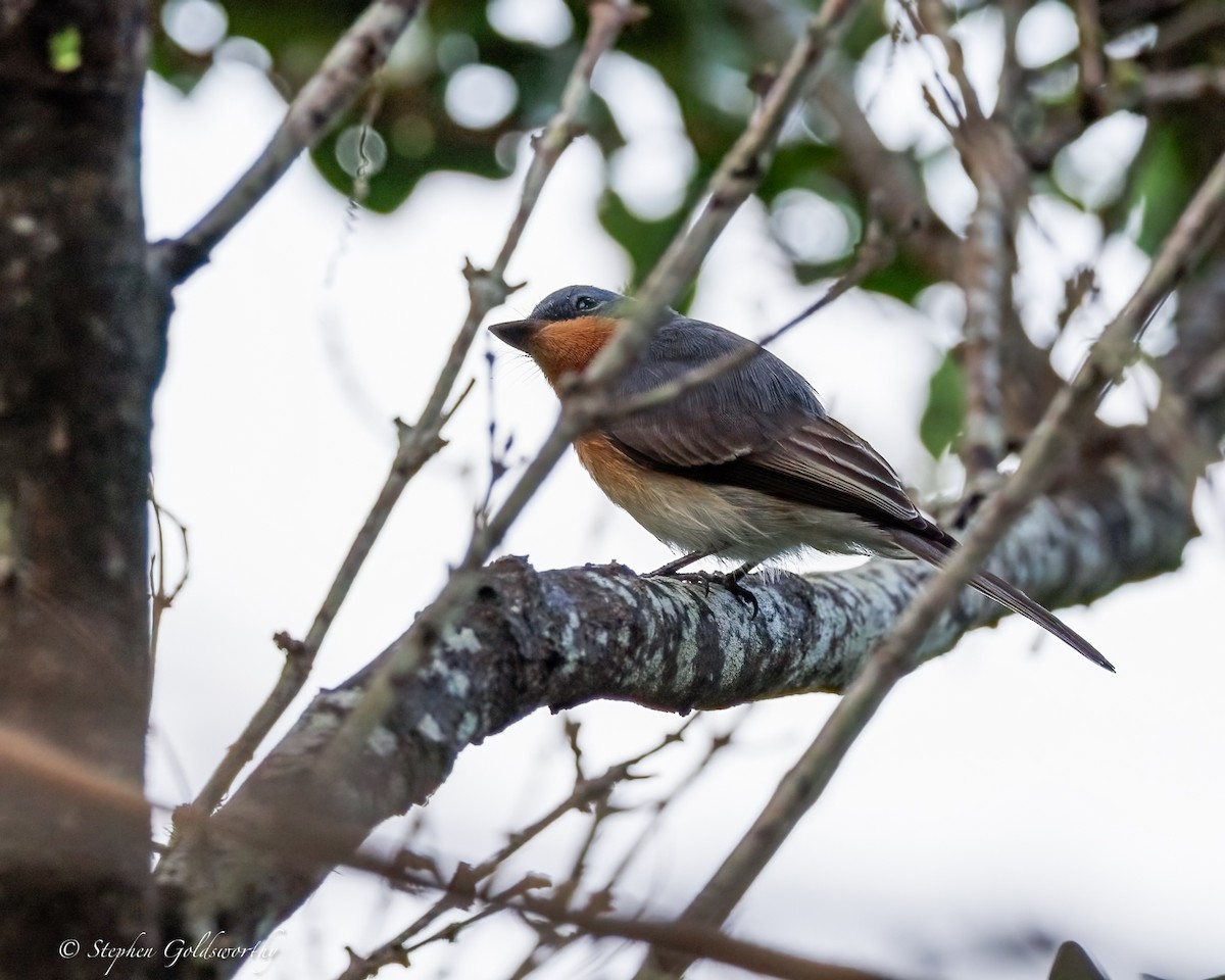 ナマリイロヒラハシ - ML644292837