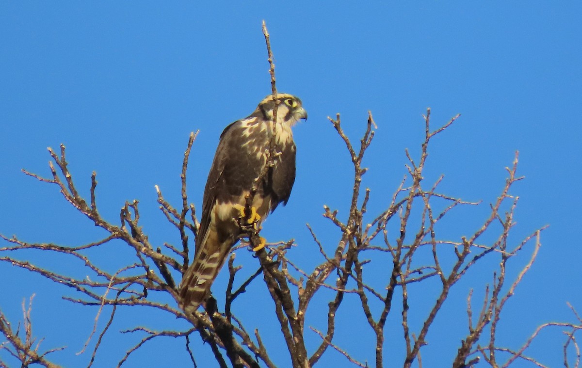 Belatz galtzaduna - ML644292848