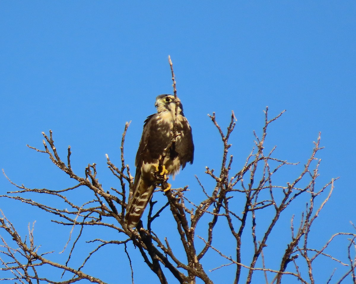 Belatz galtzaduna - ML644292849