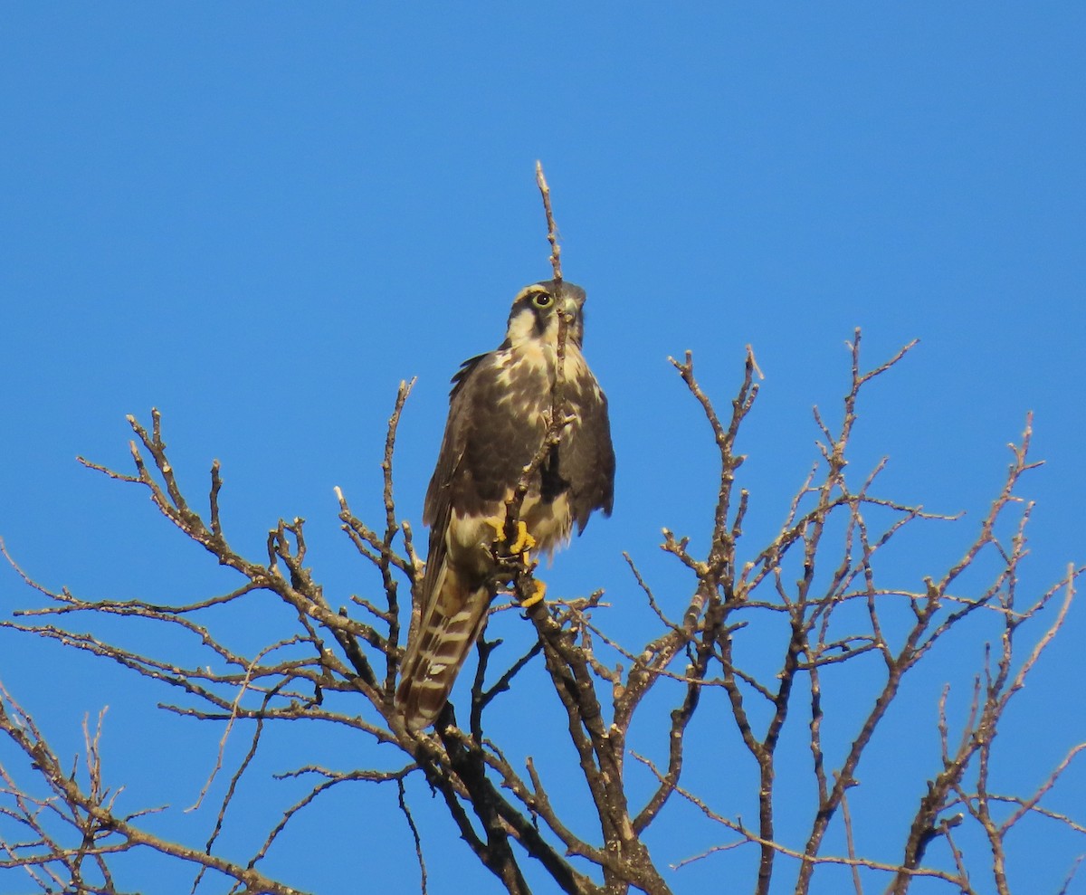 Belatz galtzaduna - ML644292850