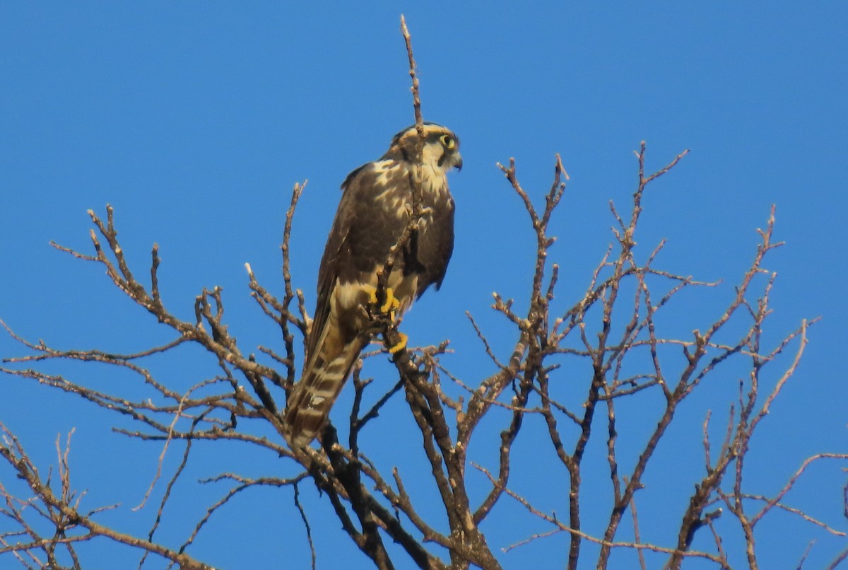 Belatz galtzaduna - ML644292851