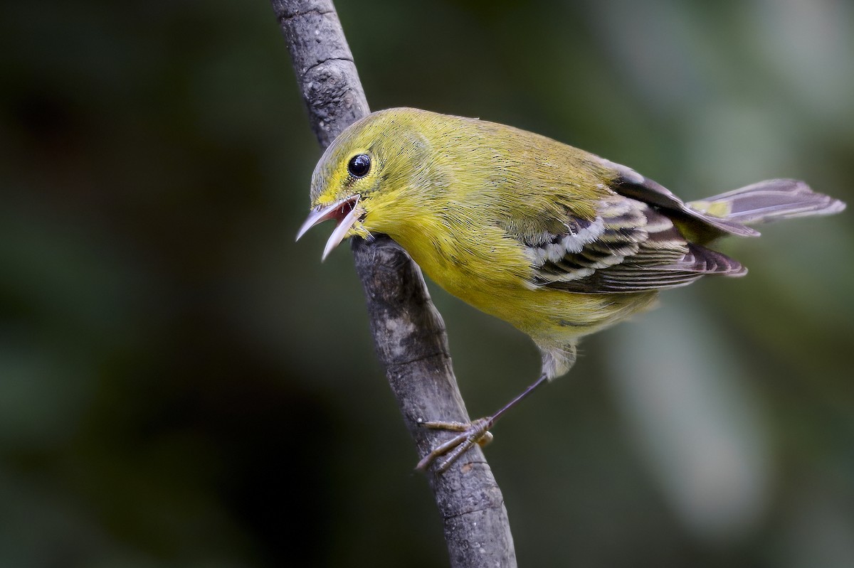 סבכון אורנים - ML644292853