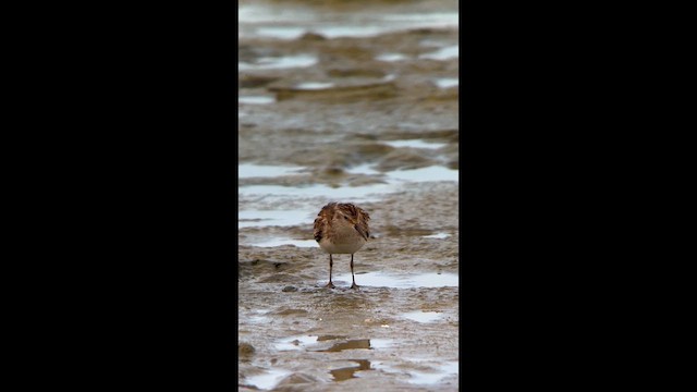 Least Sandpiper - ML644292854