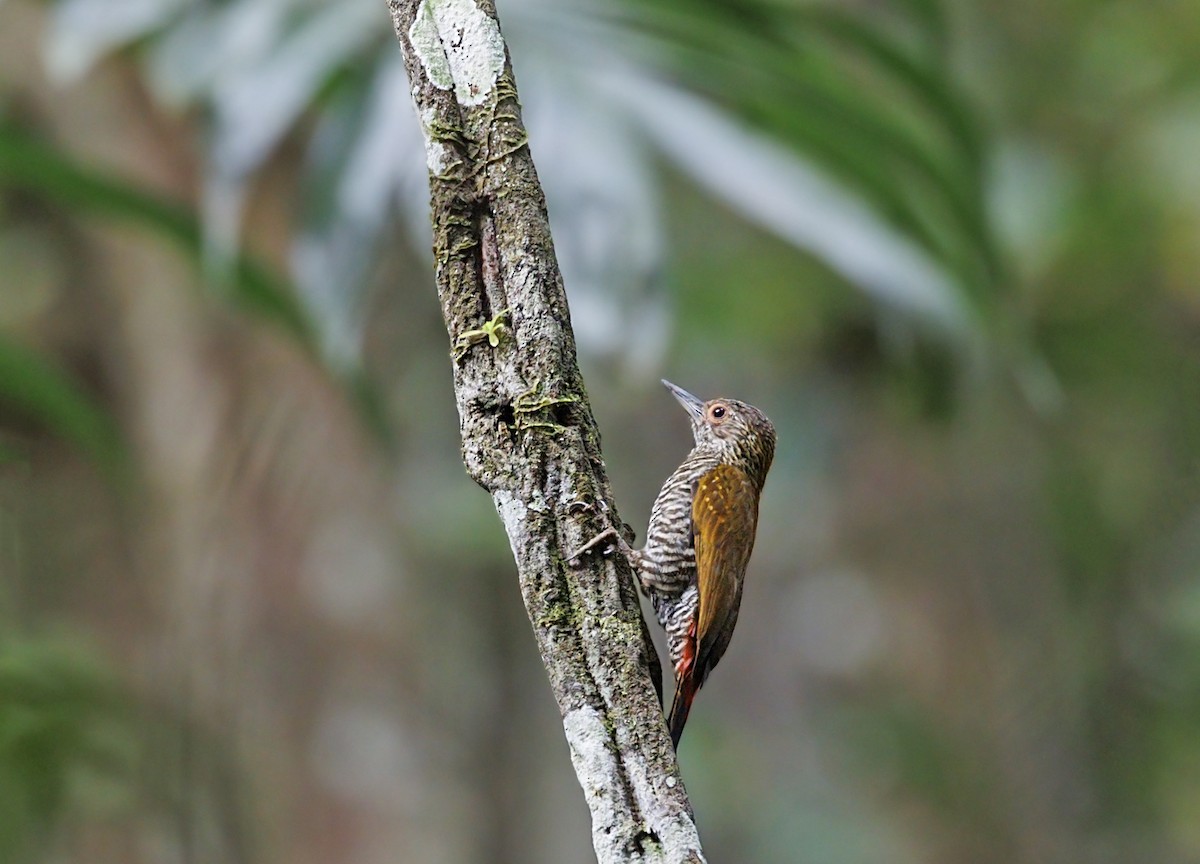 datel rudokostřečný - ML644292857