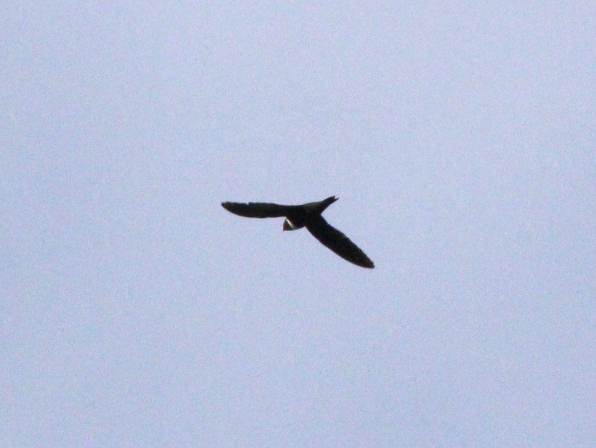 White-collared Swift - ML644292865