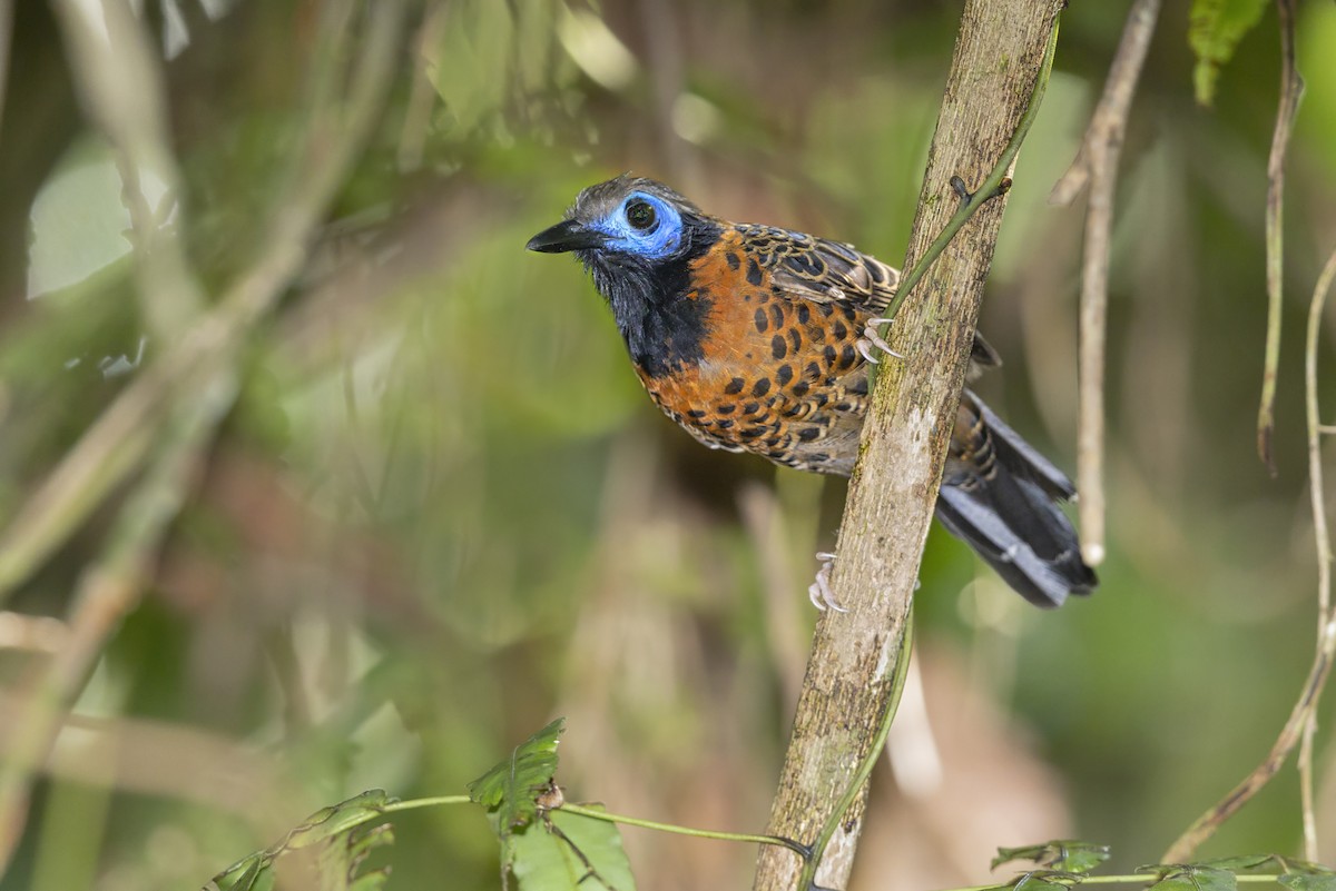 Ocellated Antbird - ML644292866