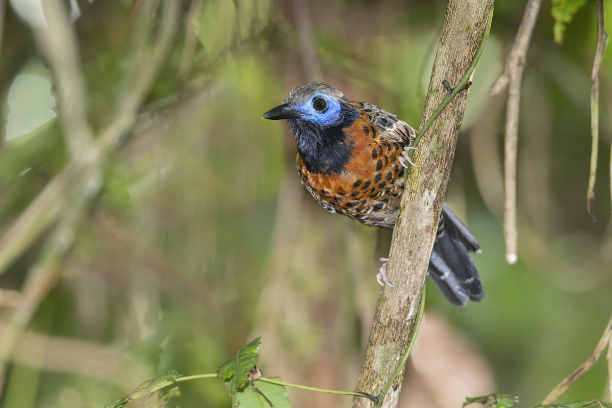 Ocellated Antbird - ML644292867