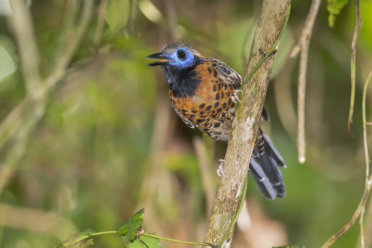 Ocellated Antbird - ML644292868