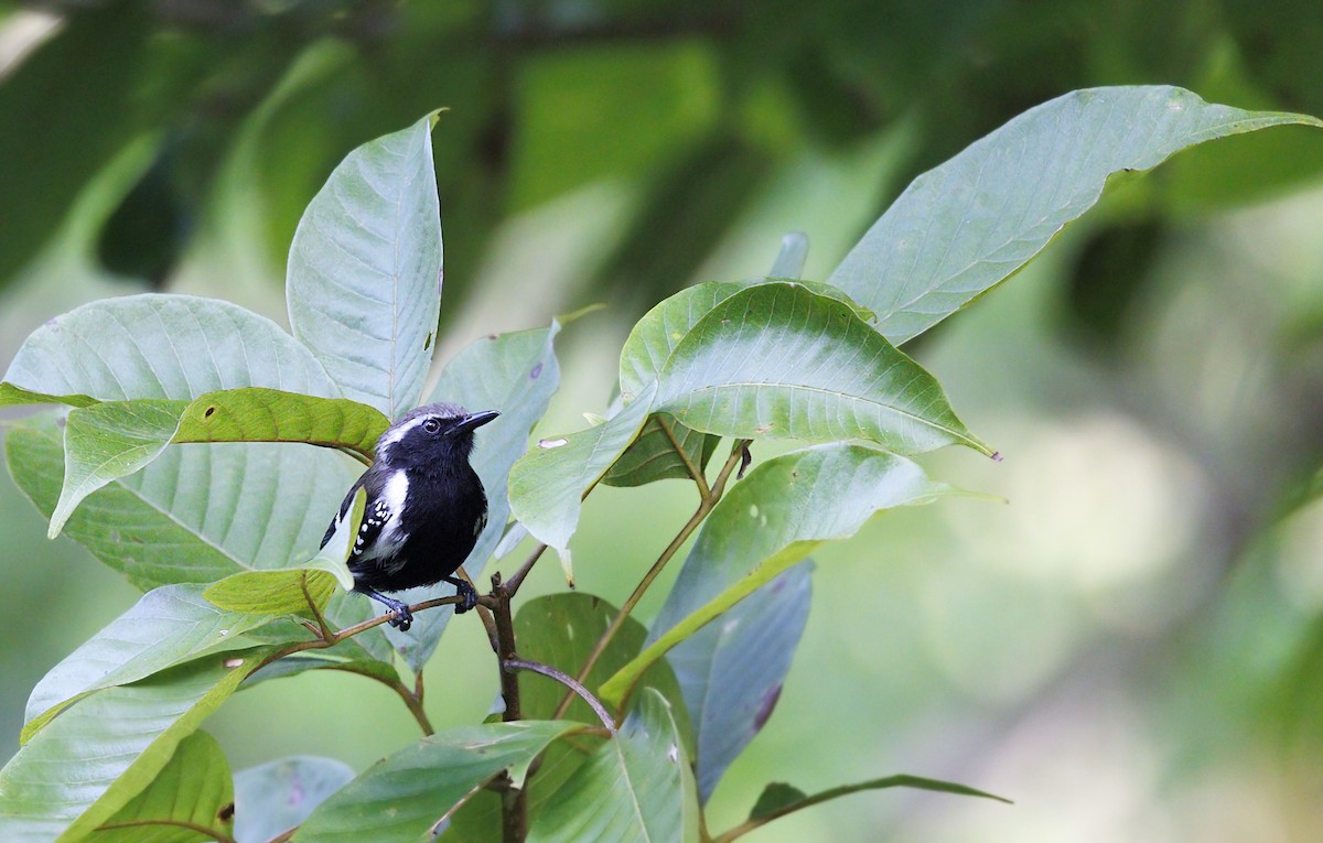Northern White-fringed Antwren - ML644292869
