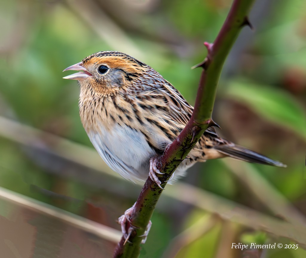 gråørespurv - ML644292870