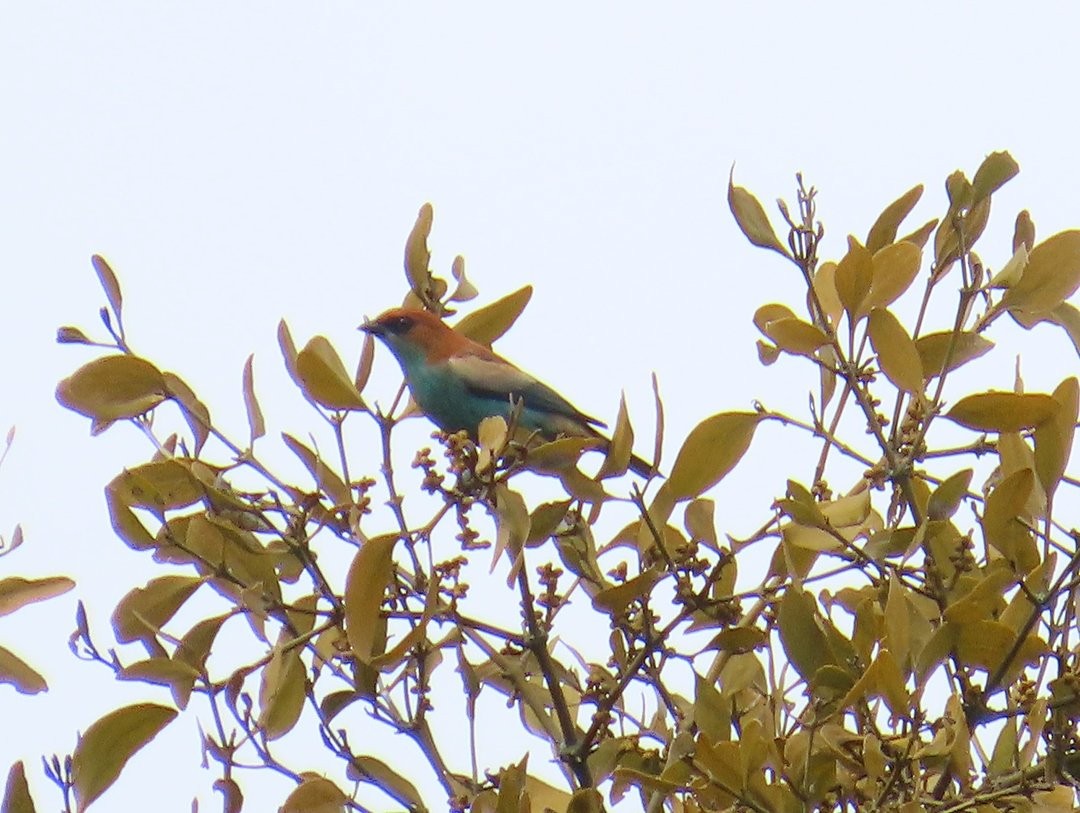 Chestnut-backed Tanager - ML644292872