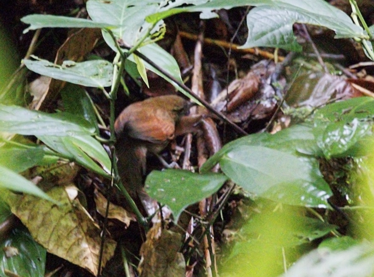 Stripe-breasted Spinetail - ML644292876