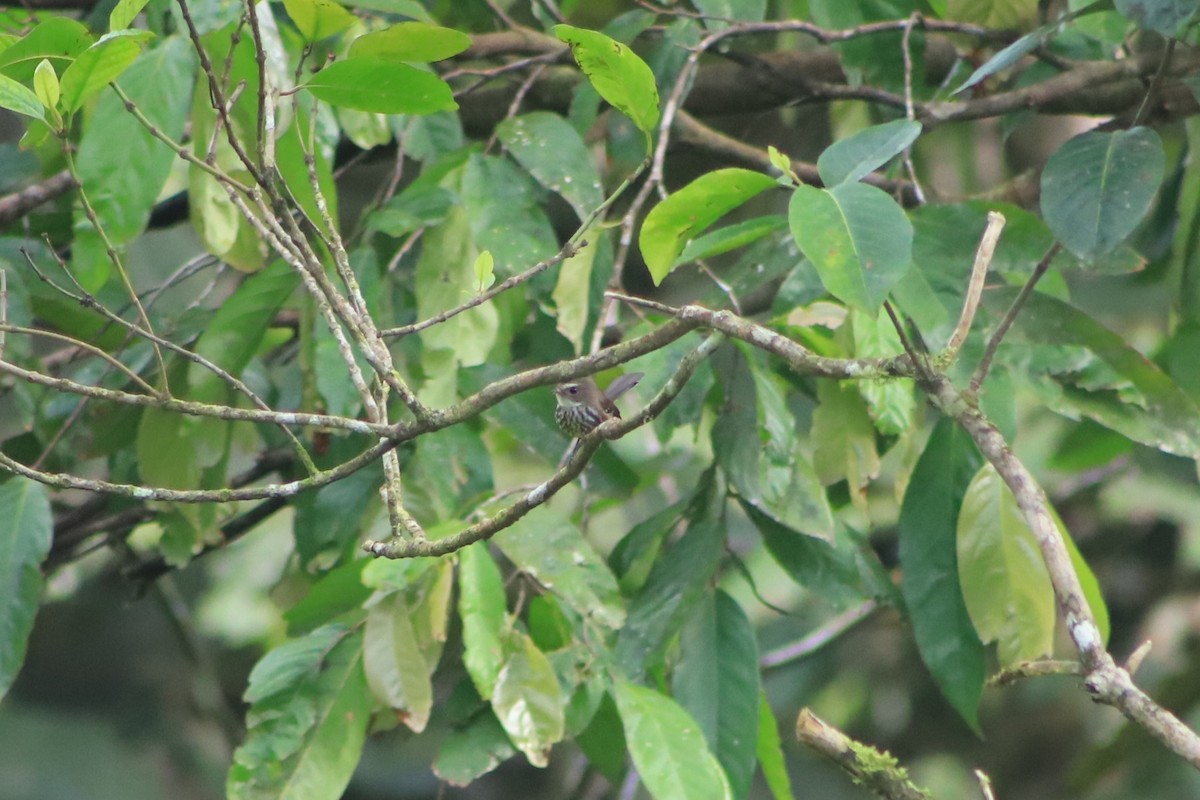 Fiji Streaked Fantail - ML644292879