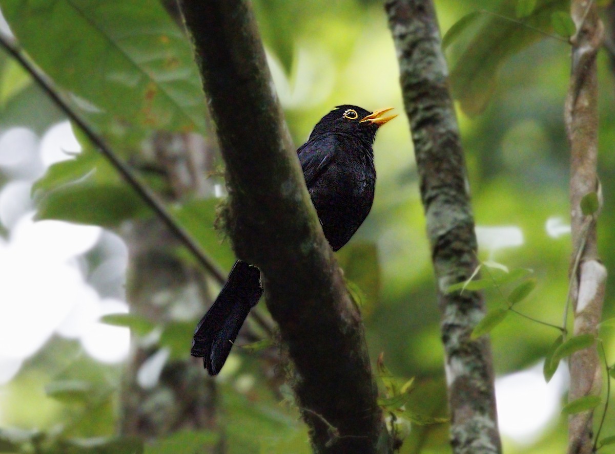 Yellow-legged Thrush - ML644292881