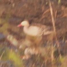 Red-billed Duck - ML644292903