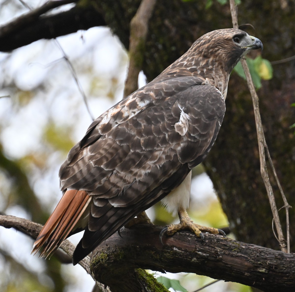 Red-tailed Hawk - ML644292904