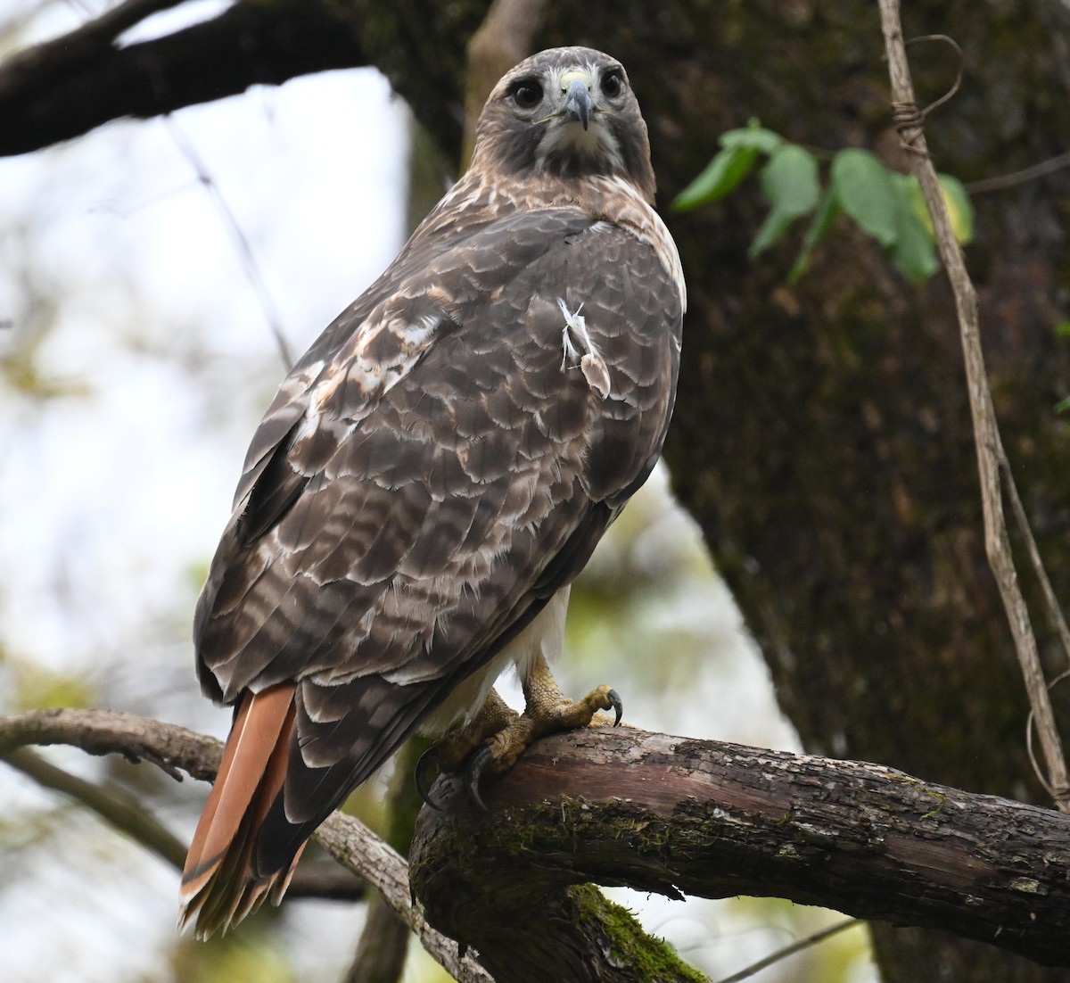 Red-tailed Hawk - ML644292905