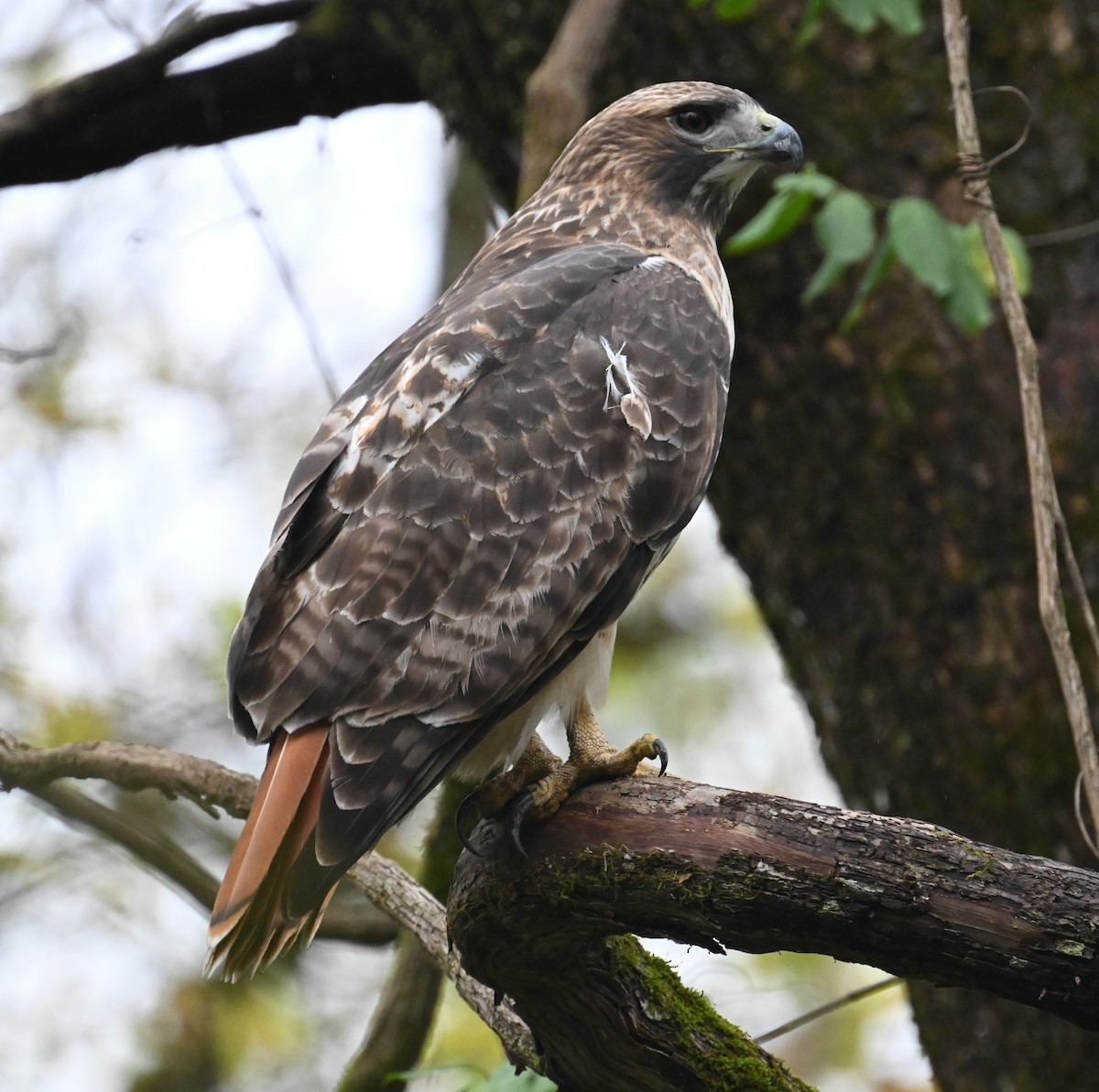 Red-tailed Hawk - ML644292906
