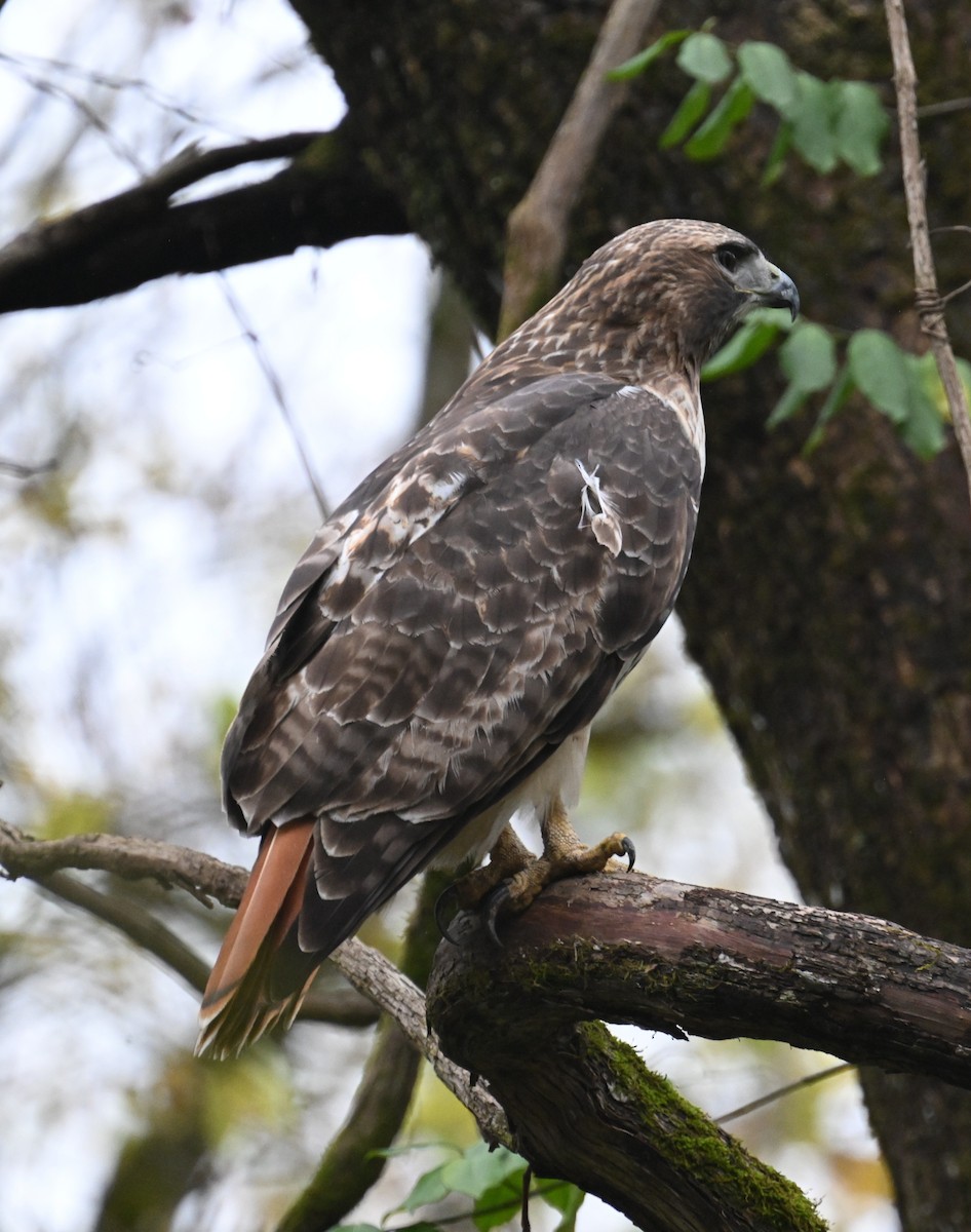 Red-tailed Hawk - ML644292907