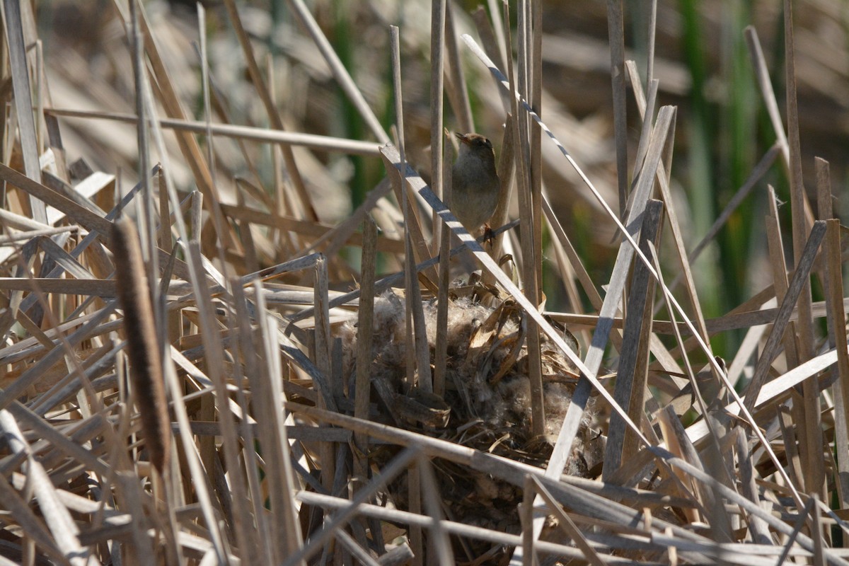 Cucarachero Pantanero - ML644292912