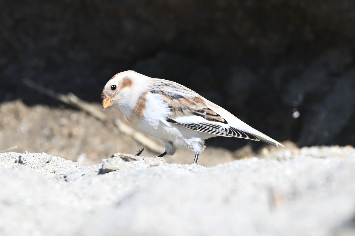 Snow Bunting - ML644292914