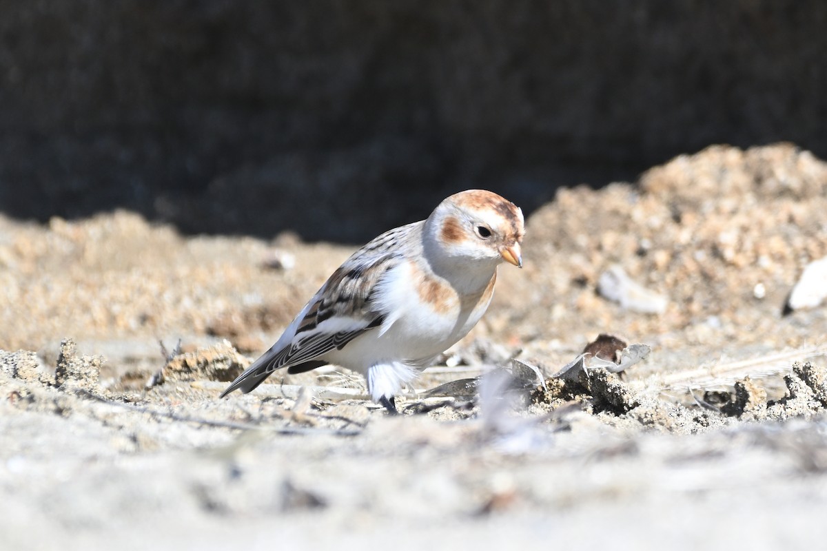 Snow Bunting - ML644292915