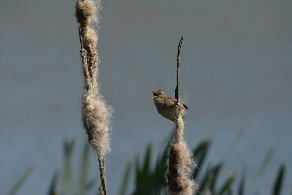 Cucarachero Pantanero - ML644292917