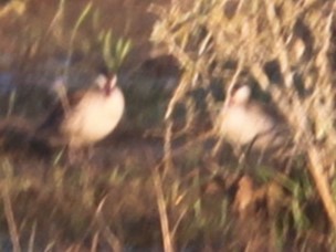 Red-billed Duck - ML644292919