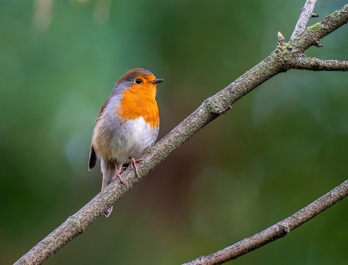 Өрнийн зээрд омруут - ML644292920