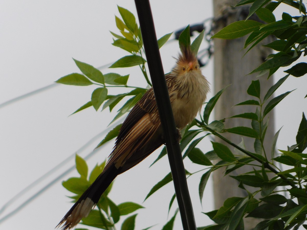 Guirakuckuck - ML644292927