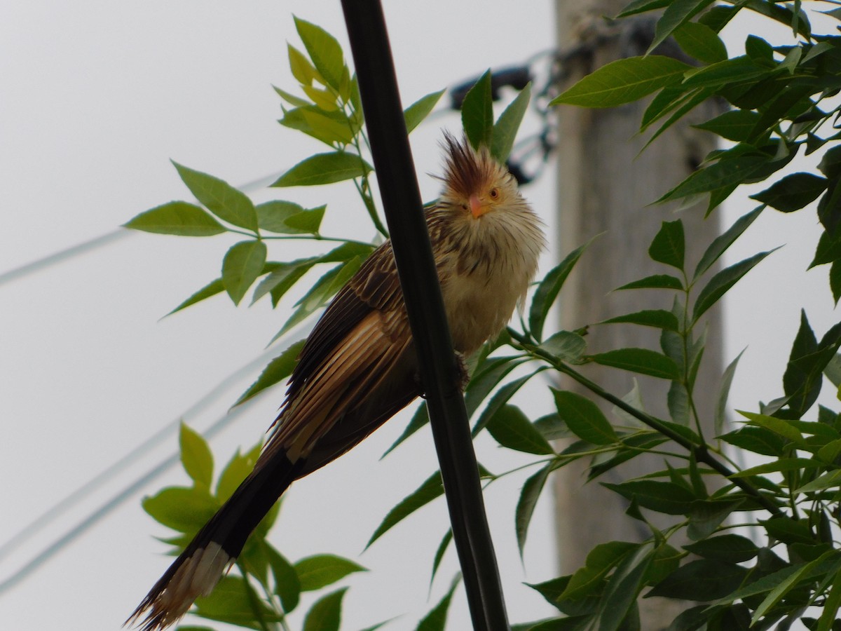 Guirakuckuck - ML644292928