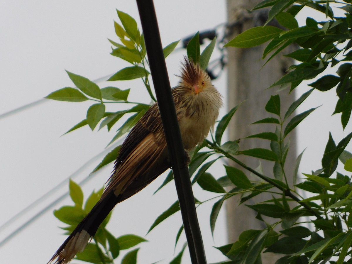 Guirakuckuck - ML644292931