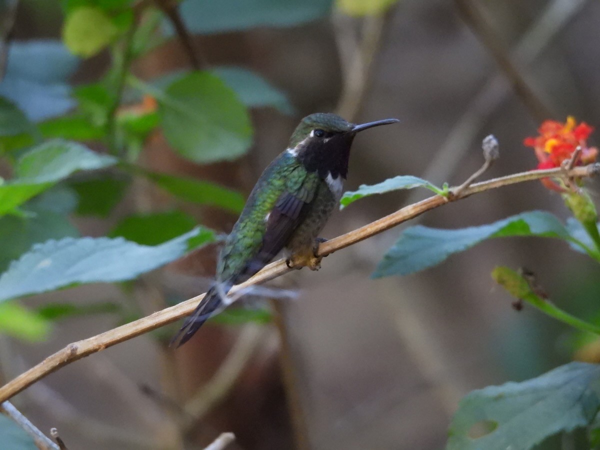 Колібрі-аметист білочеревий - ML644292935