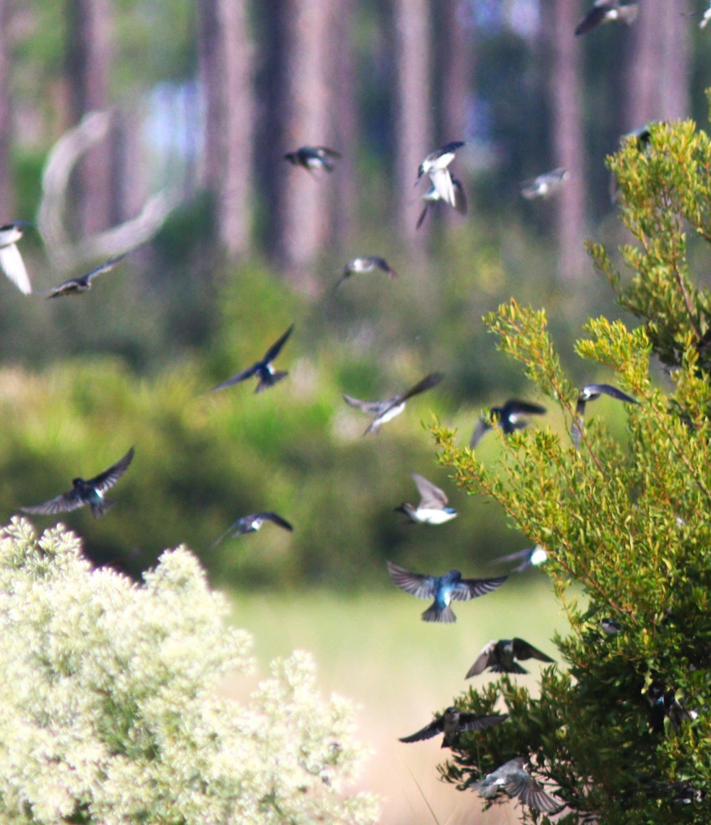 Tree Swallow - ML644292937