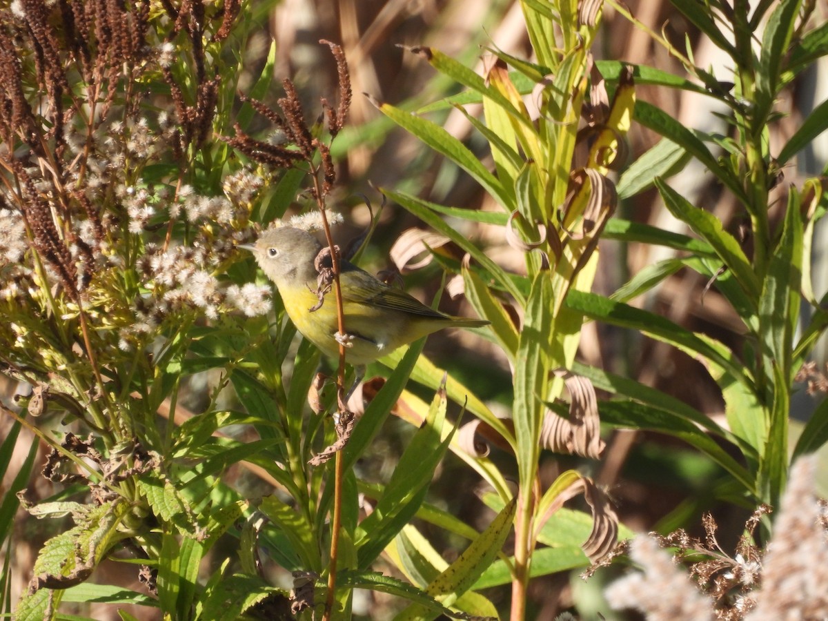 ズアカアメリカムシクイ - ML644292940