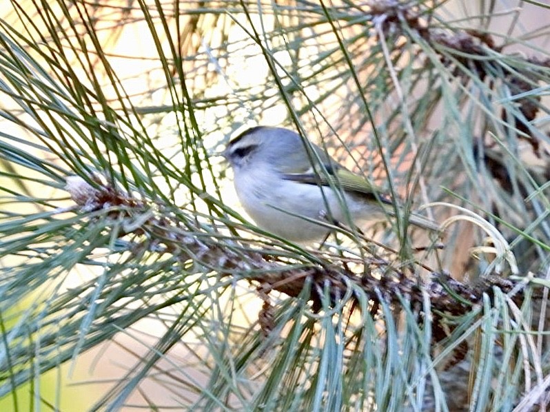 Erregetxo amerikarra - ML644292954