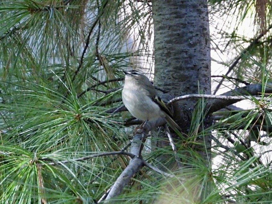 Erregetxo amerikarra - ML644292955