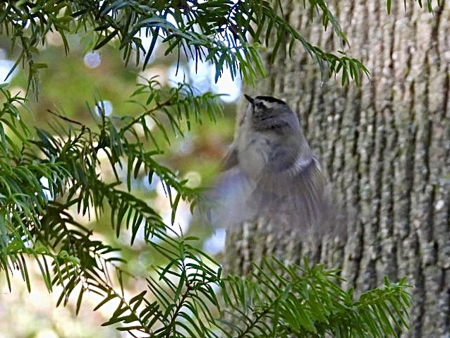 Erregetxo amerikarra - ML644292956