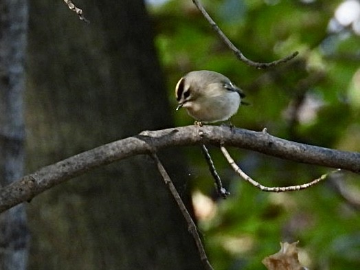 Erregetxo amerikarra - ML644292957