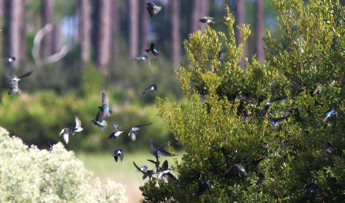 Tree Swallow - ML644292971