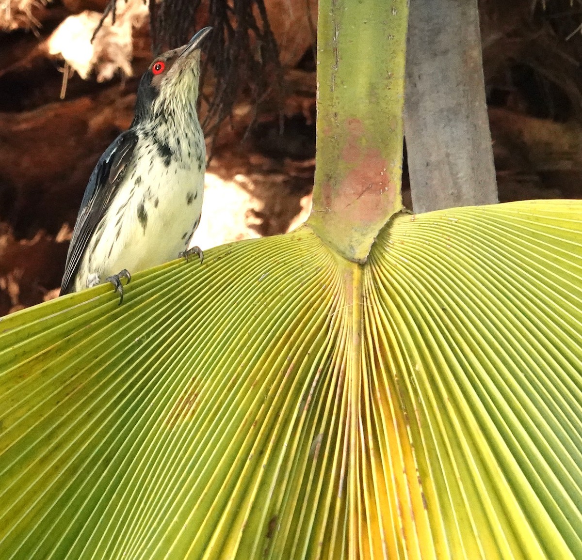 špaček lesklý - ML644292975