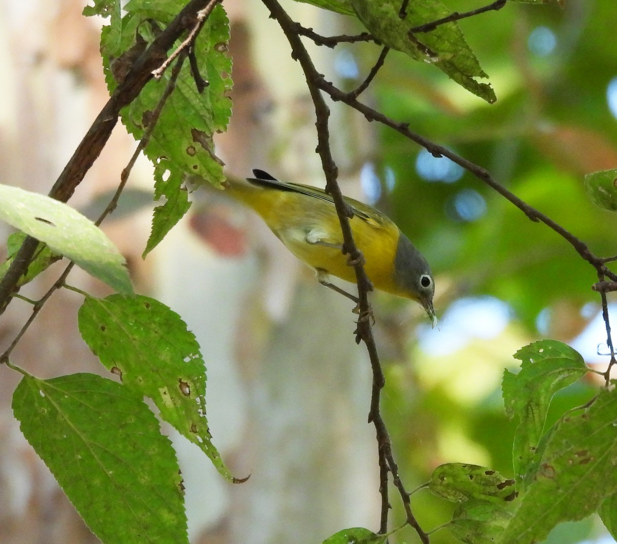 ズアカアメリカムシクイ - ML644292988