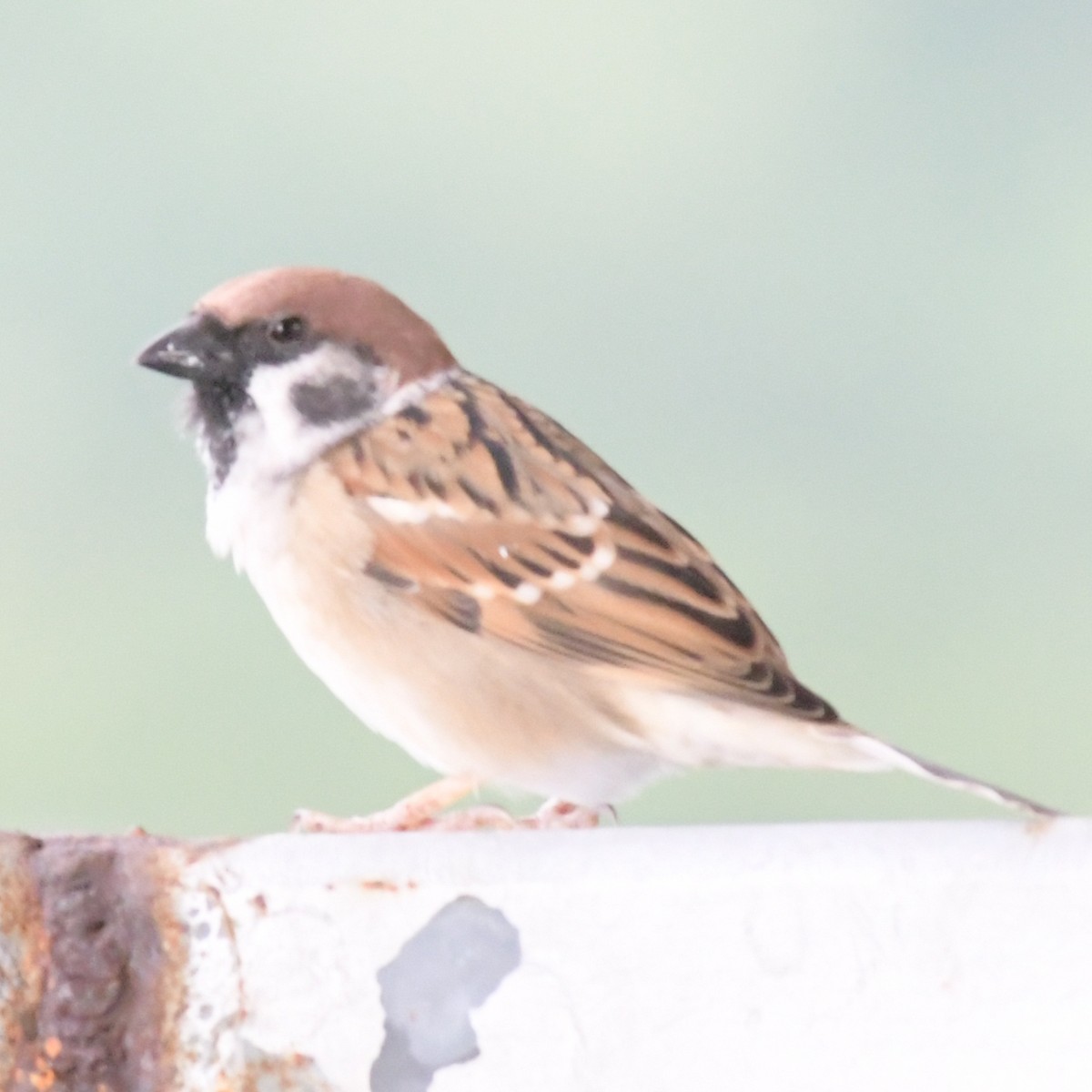 Ağaç Serçesi - ML644293008