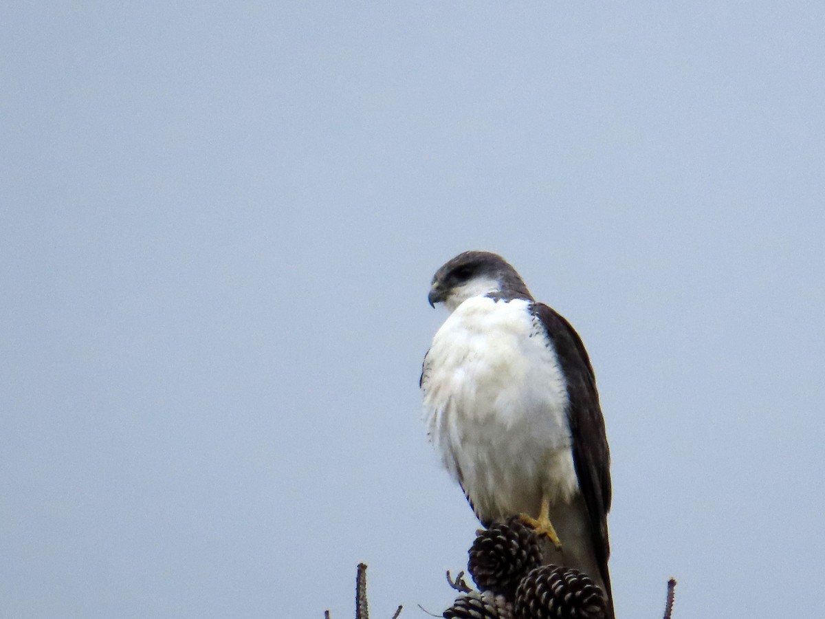 Variable Hawk - ML644293011