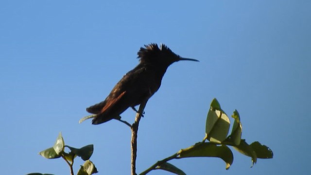 Ruby-topaz Hummingbird - ML644293013