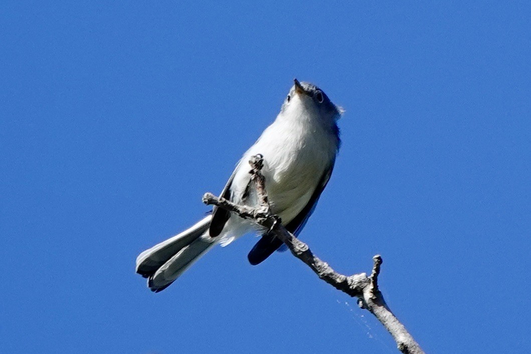 ברחשית כחלחלה - ML644293032