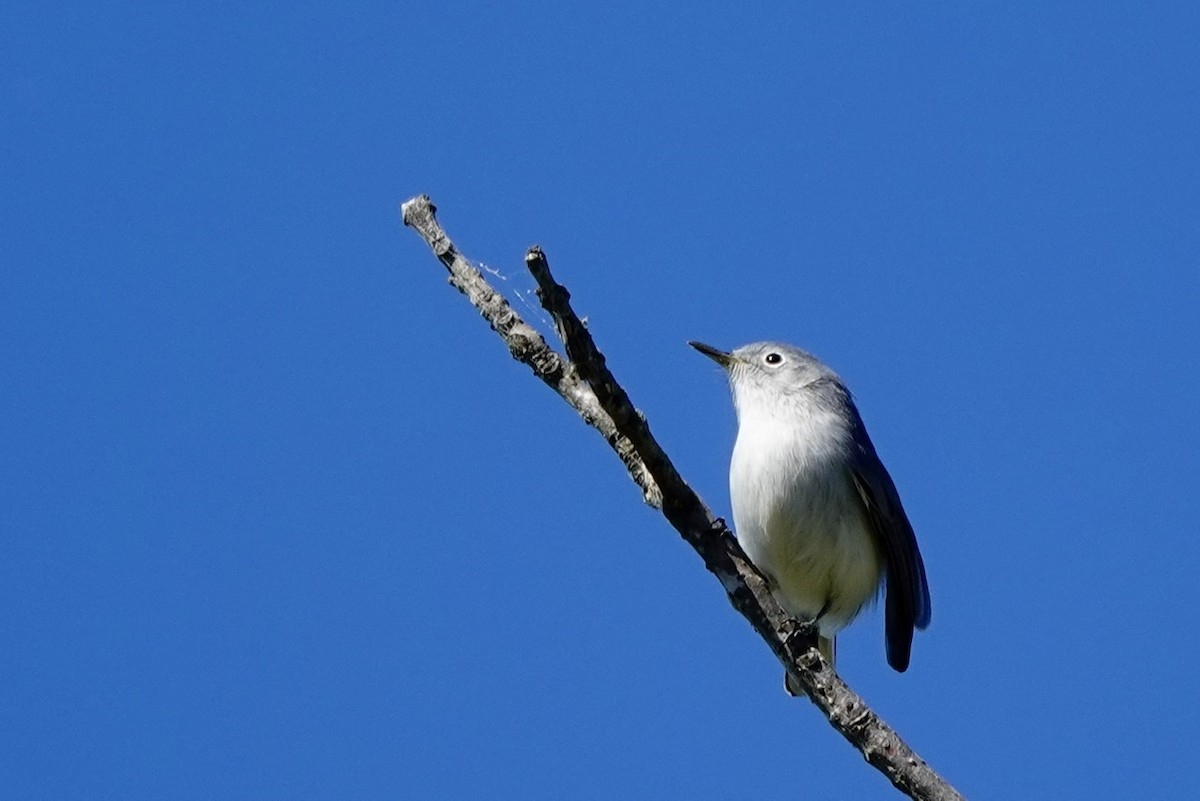 ברחשית כחלחלה - ML644293033